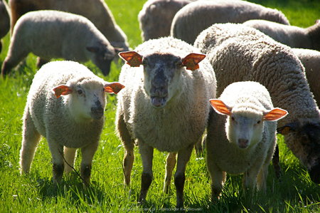 Owce w Hańczowej (1)