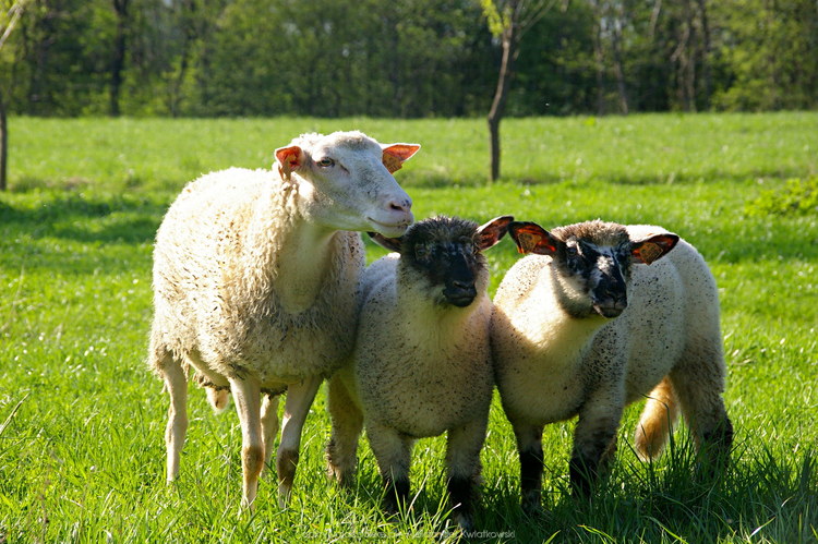 Owce w Hańczowej (2) (145.326171875 kB)