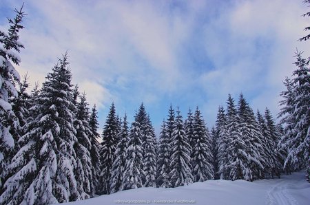 Idąc przez izerski zimowy las (2)
