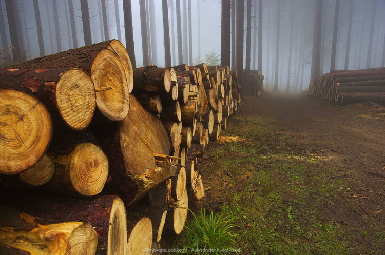Wycięte drzewa w Górach Kaczawskich (140.03515625 kB)