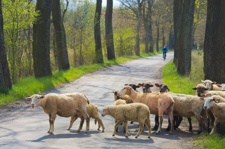 Owce blokujące drogę