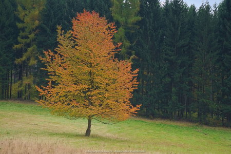 Wyróżniające się drzewo na polanie