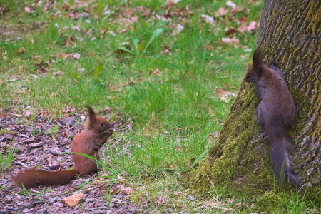Wiewiórki w Parku Norweskim