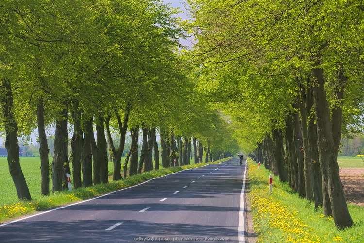 Droga wzdłuż zielonych drzew niedaleko Chabska (184.5185546875 kB)