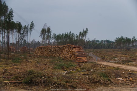 Niektóre części lasów zostały całkowicie wyczyszczone
