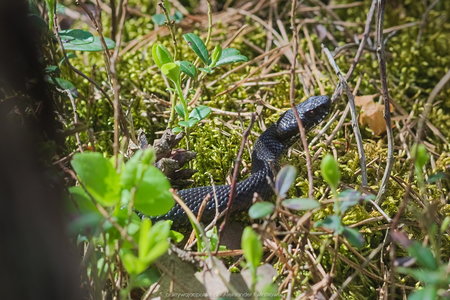 Wąż w okolicy Rezerwatu Kamienny Krąg