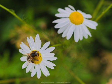 Pszczoła (lub coś podobnego) na kwiatku