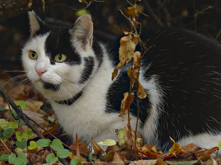 Kot w parku w Długopolu Zdrój