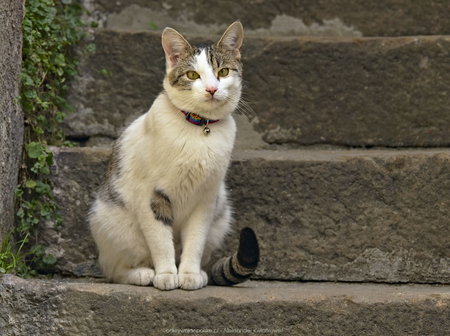Kot z dzwoneczkiem na schodach