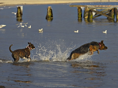 Psy w wodzie
