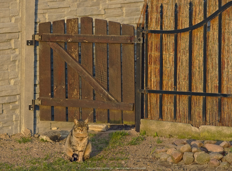 Gruby szary kot we wsi Łagwy (190.439453125 kB)