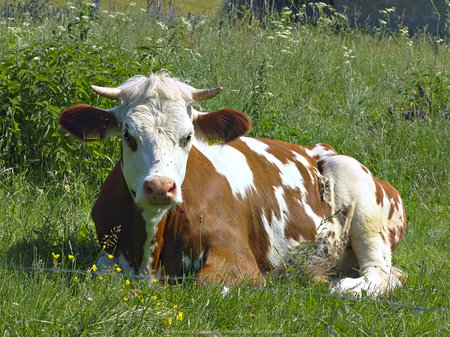 Krowa w zachodniej części wsi Czapielsk