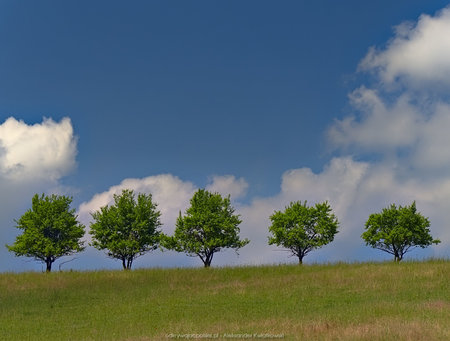Rząd drzew na wzgórzu obok wsi Rąty