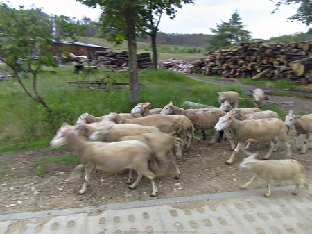 Owce w Zdunowicach