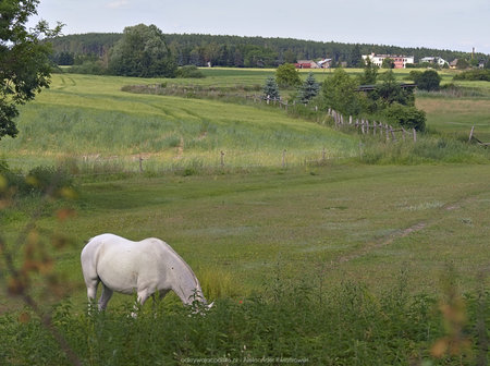 Koń w Boduszewie