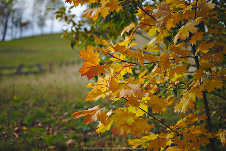 Na niektórych drzewach widać było ślady jesieni