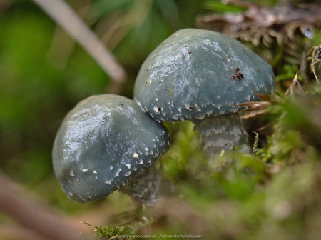 Szaro-niebieskie grzyby