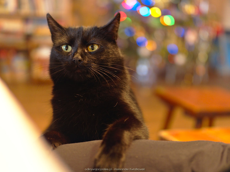 Czarny kot w schronisku na Śnieżniku (109.7724609375 kB)