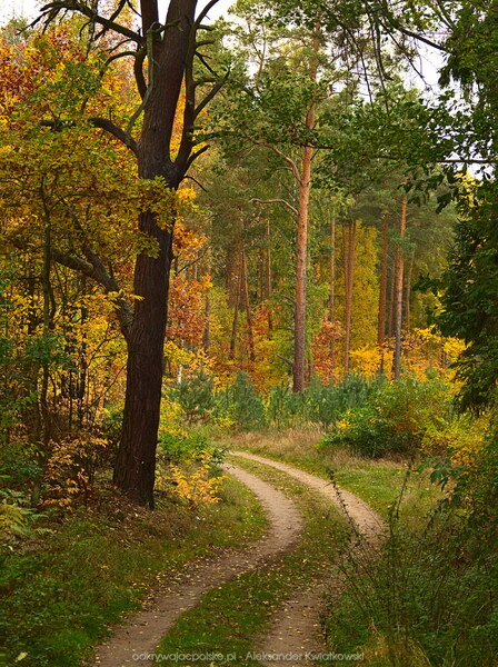 Jesień zaczęła pojawiać się w lesie (171.3349609375 kB)