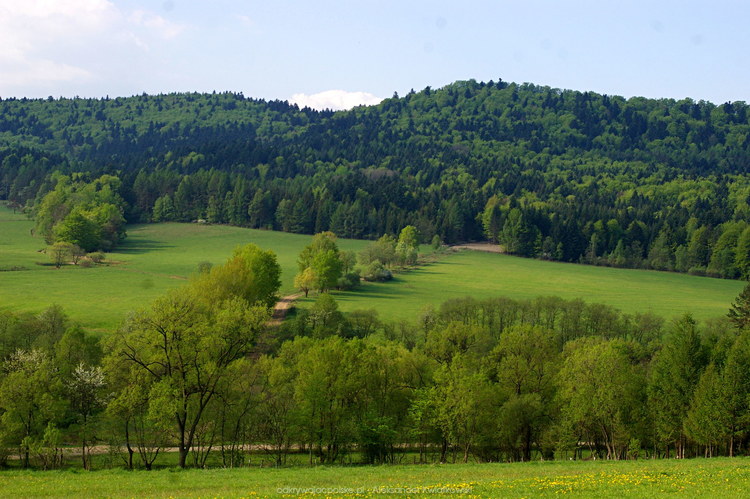 Zielony Beskid Niski niedaleko Hańczowej (125.0908203125 kB)