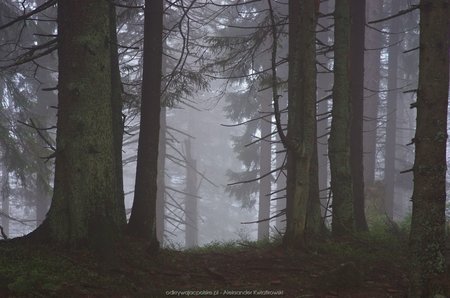 Mgła w lesie gorczańskim (2)