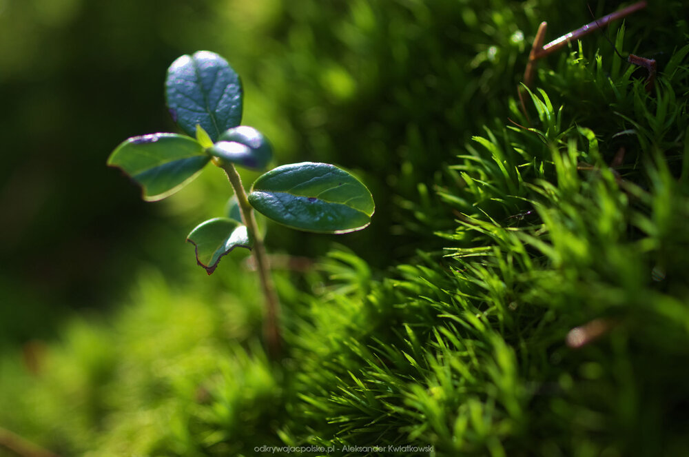 Mała roślinka (141.49609375 kB)