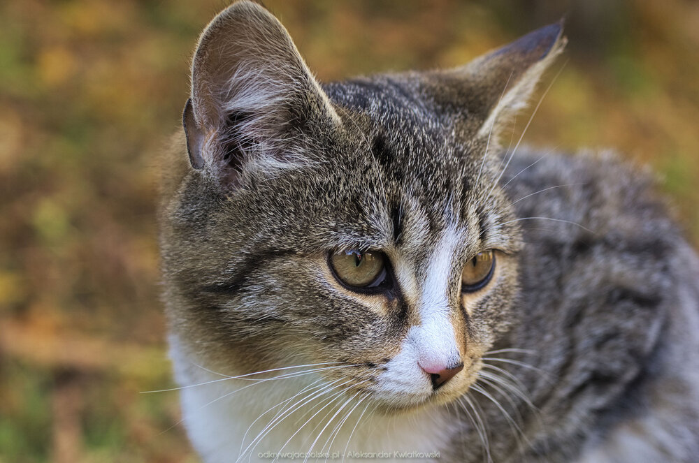 Kot w Pasterce (177.001953125 kB)