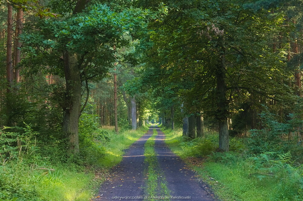 Las niedaleko Rudy Żmigrodzkiej (275.265625 kB)