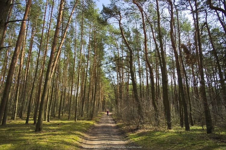 W lesie obok Drużyny (Poznańskiej) (211.9970703125 kB)