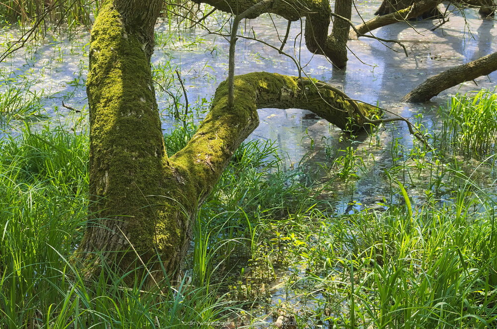 Rezerwat Bagno Dębieńko (333.1611328125 kB)