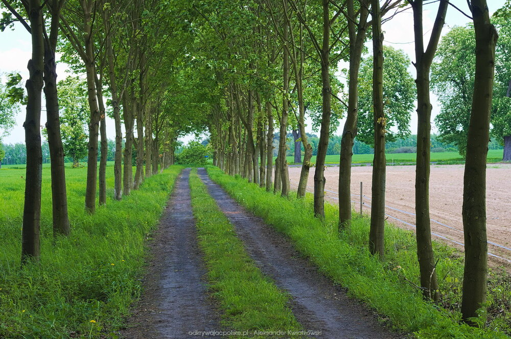 Aleja drzew (280.7626953125 kB)