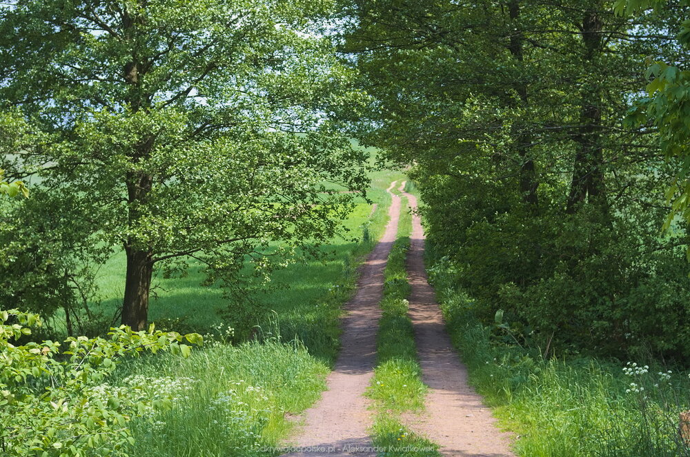 We wsi Krzewiny jest ciekawa dróżka na wschód. Obok jest trochę pagórków. (305.2177734375 kB)