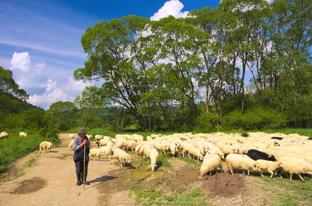 Owce w Nieznajowej