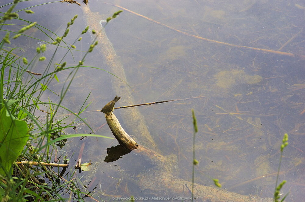 Wróbel przy Jeziorze Cegielnia obok Pszczewa (170.4248046875 kB)