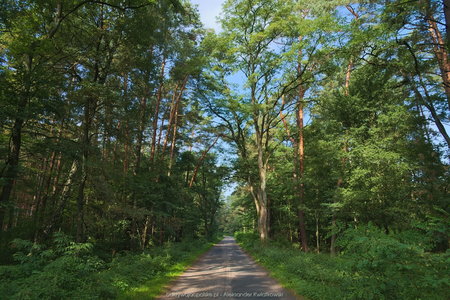 Trasa przez większość czasu to jazda przez las