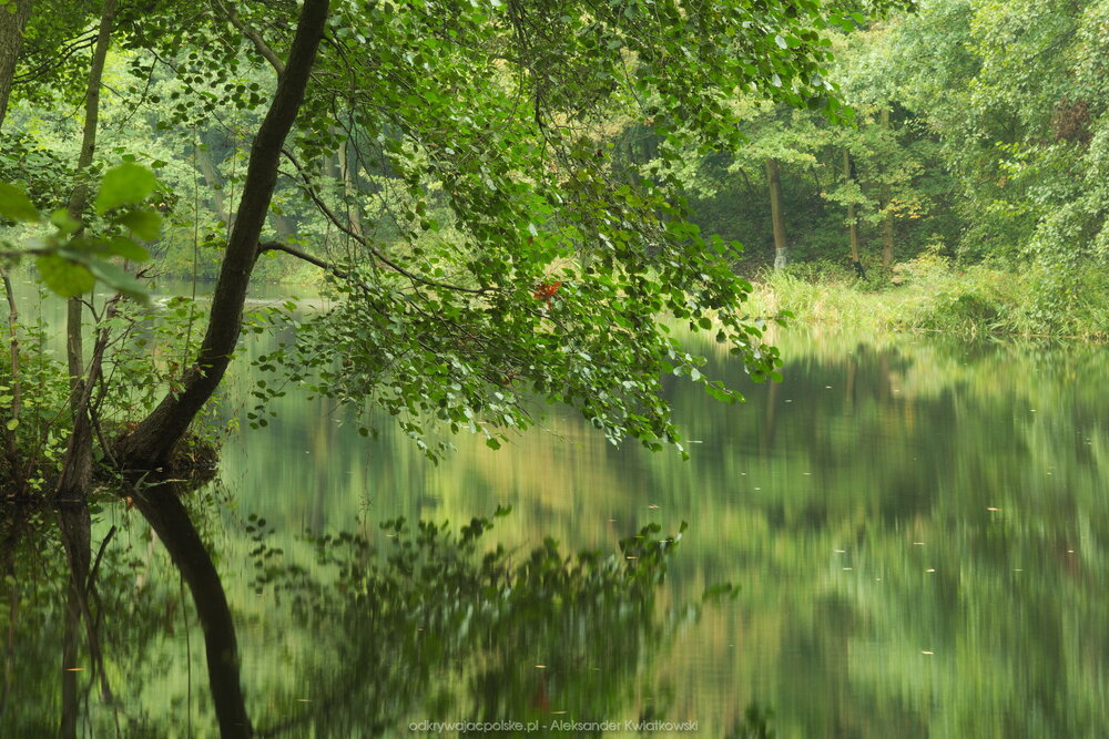 Staw na Dębcu (235.1396484375 kB)