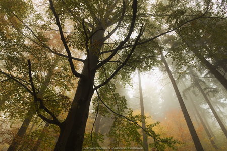 Jesienny las w Rudawach Janowickich