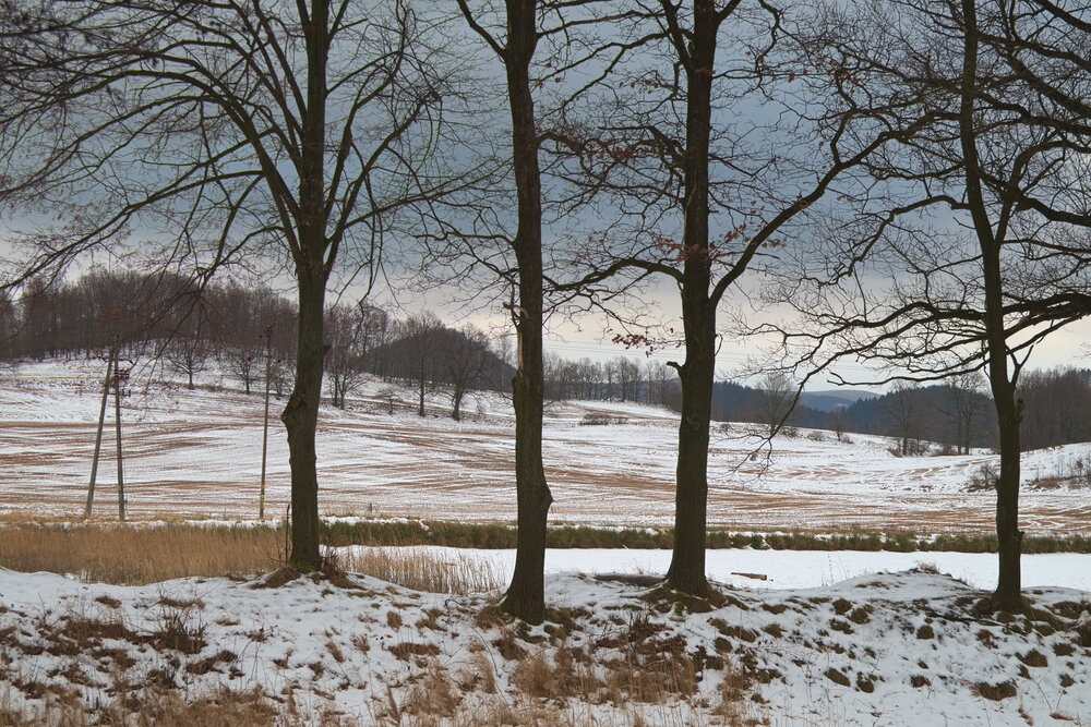 Pola na północ od Wojanowa (269.681640625 kB)