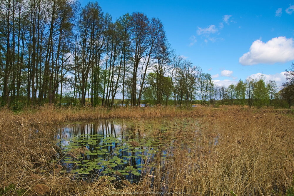 Jeden z mniejszych stawów (279.6240234375 kB)