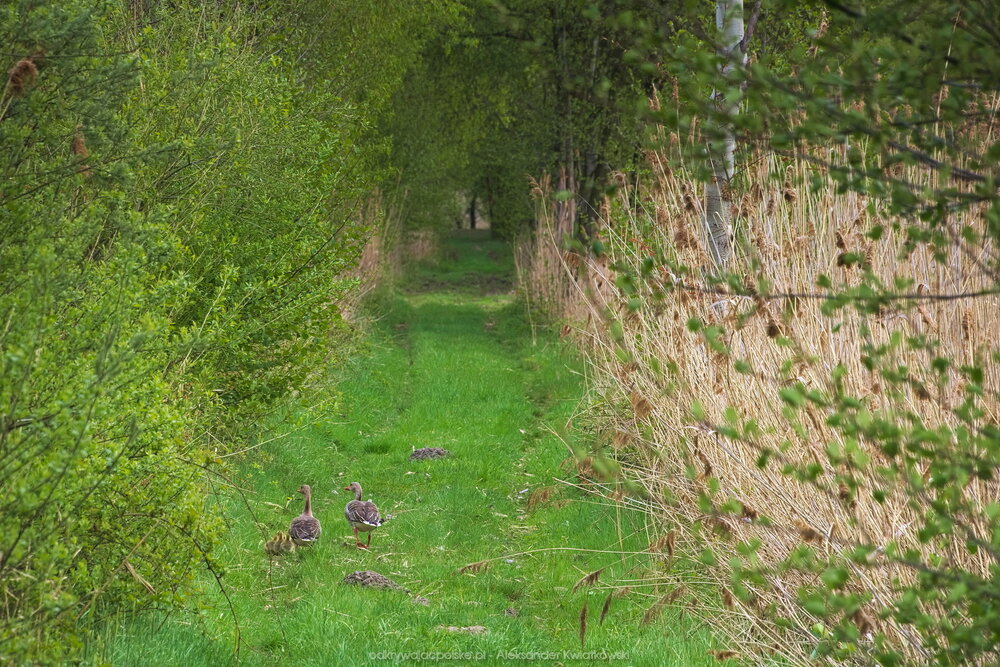 Rodzina kaczek (266.60546875 kB)