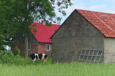 Krowa we wsi Szarłata