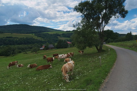 Krowy w połowie drogi między Kątami a Myscową