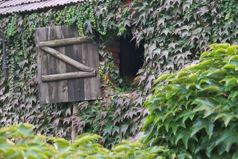 Stodoła opleciona bluszczem (242.169921875 kB)