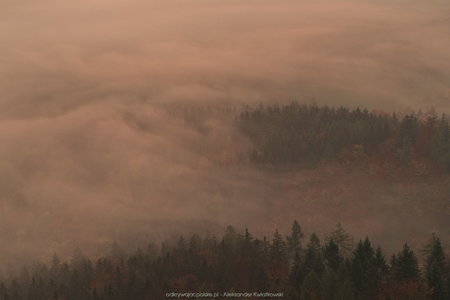 Mgły zakrywające lasy