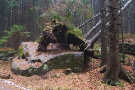 Drzewo oderwane od kamienia