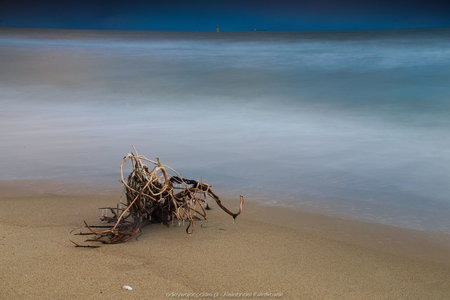 Zbitka gałęzi wyrzucona na plażę