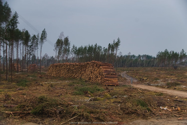 Niektóre części lasów zostały całkowicie wyczyszczone (124.470703125 kB)
