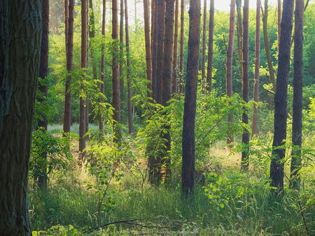 Las w okolicy Trzciela