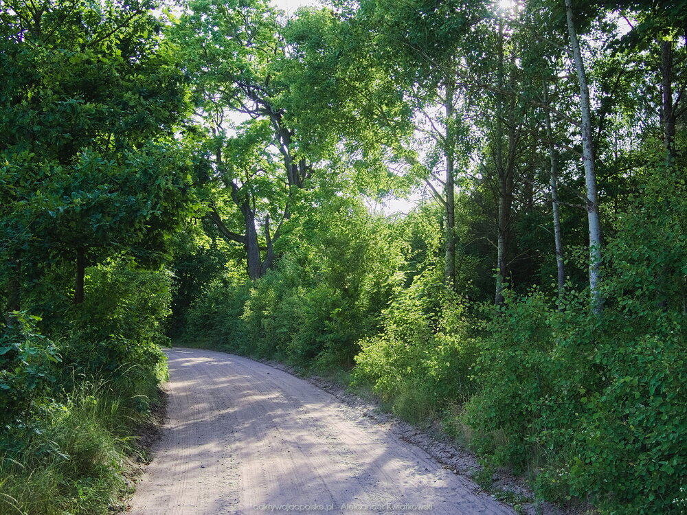 Wjeżdżając do lasu w Rusi (351.1044921875 kB)