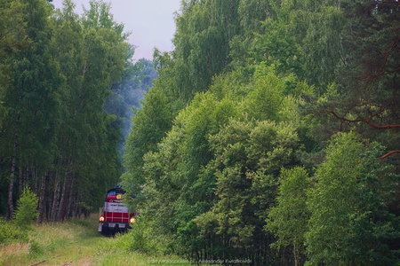 Pociąg Przytoń wynurzający się z lasu w okolicy Węgorzyna